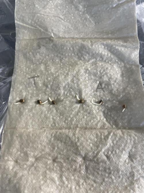 Alaskan Do-Si-Dos. Week 0
