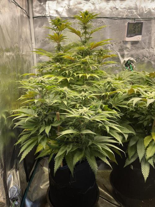 Slurricane. Week 14