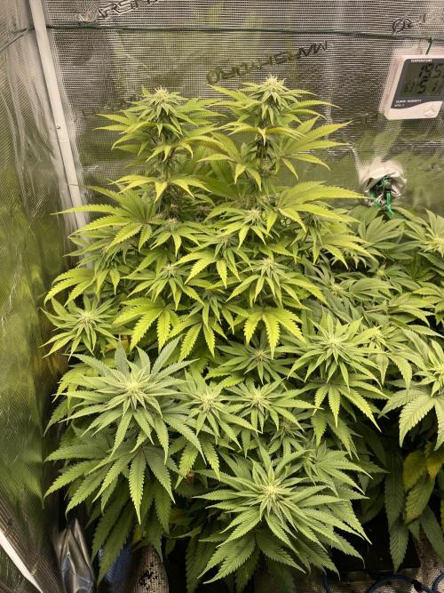 Slurricane. Week 14