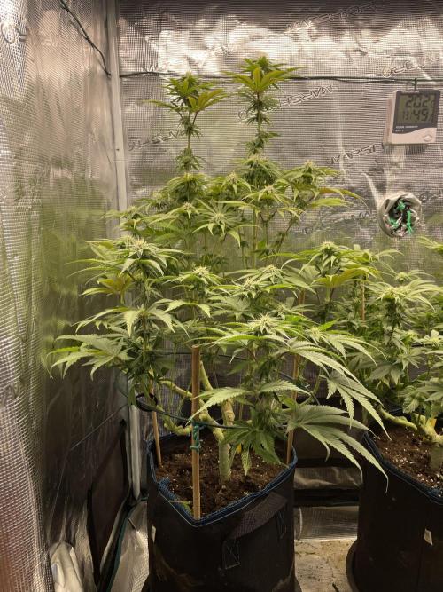 Slurricane. Week 14