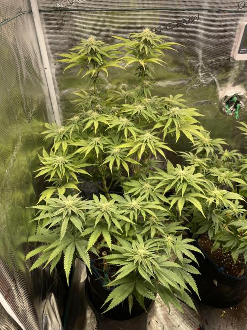 Slurricane. Week 14