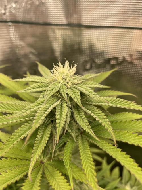 Slurricane. Week 14