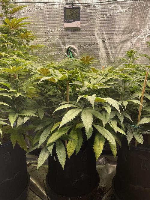 Atomic Blue Dream. Week 14