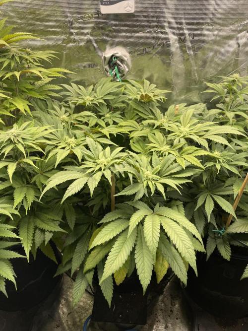 Atomic Blue Dream. Week 14