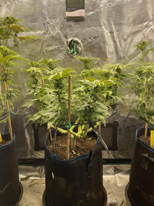 Atomic Blue Dream. Week 14