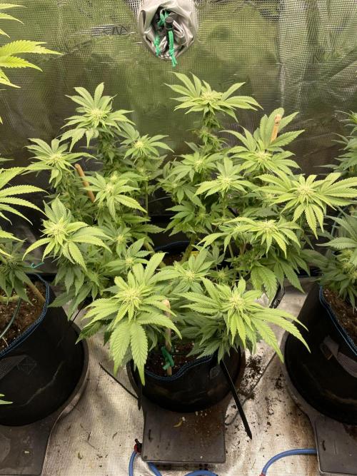 Atomic Blue Dream. Week 14