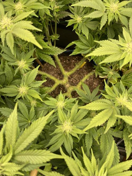 Atomic Blue Dream. Week 14