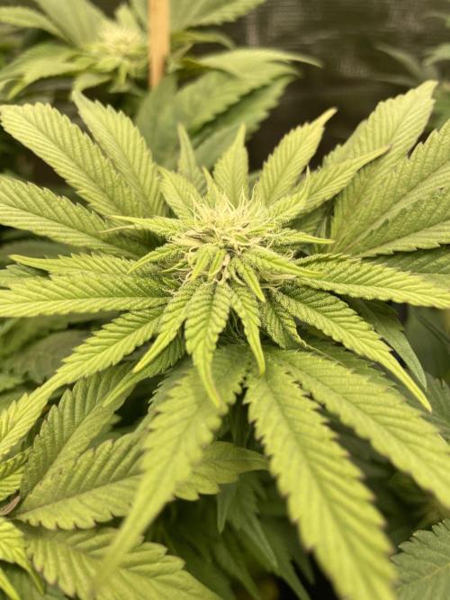 Atomic Blue Dream. Week 14