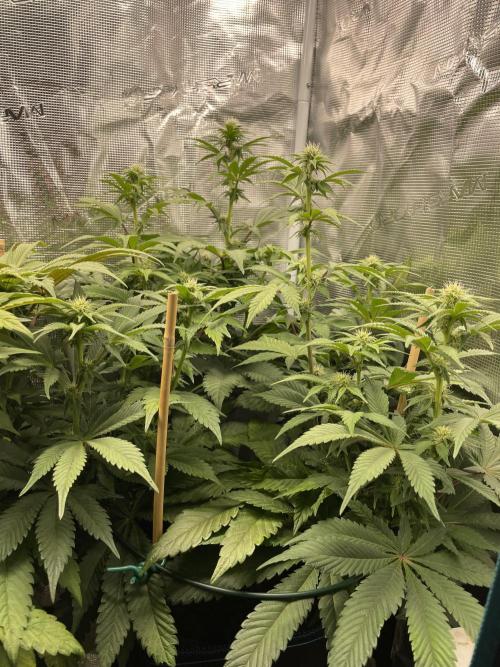 Jasmine Panna Cotta. Week 14