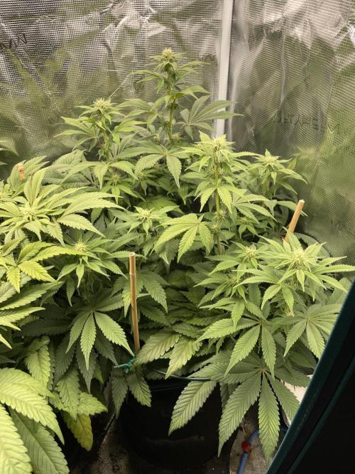 Jasmine Panna Cotta. Week 14