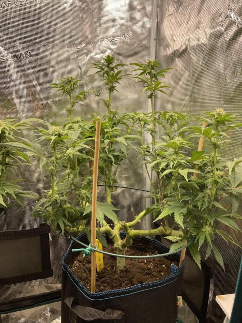 Jasmine Panna Cotta. Week 14