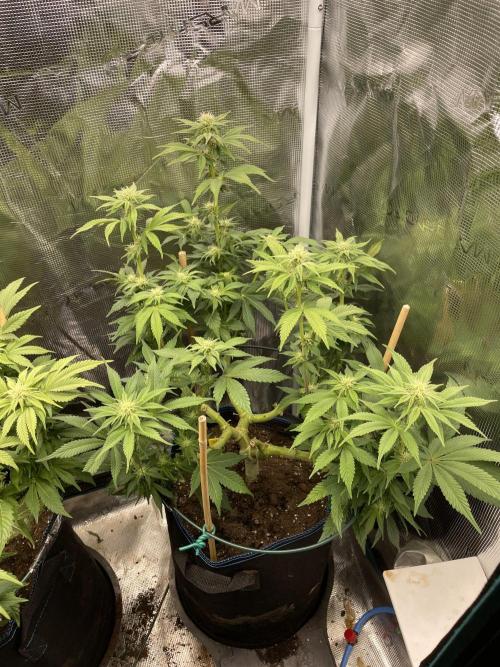 Jasmine Panna Cotta. Week 14