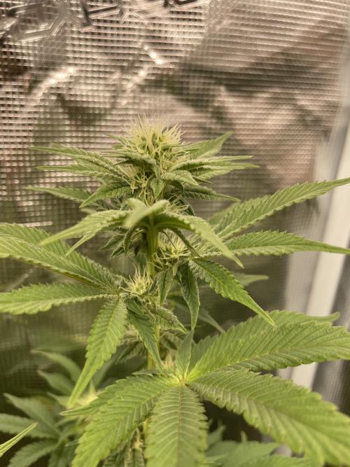 Jasmine Panna Cotta. Week 14
