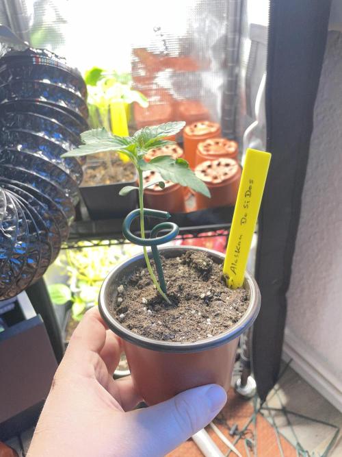 Alaskan Do-Si-Dos. Week 1
