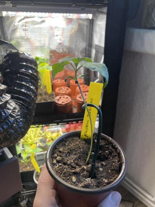 Alaskan Do-Si-Dos. Week 1