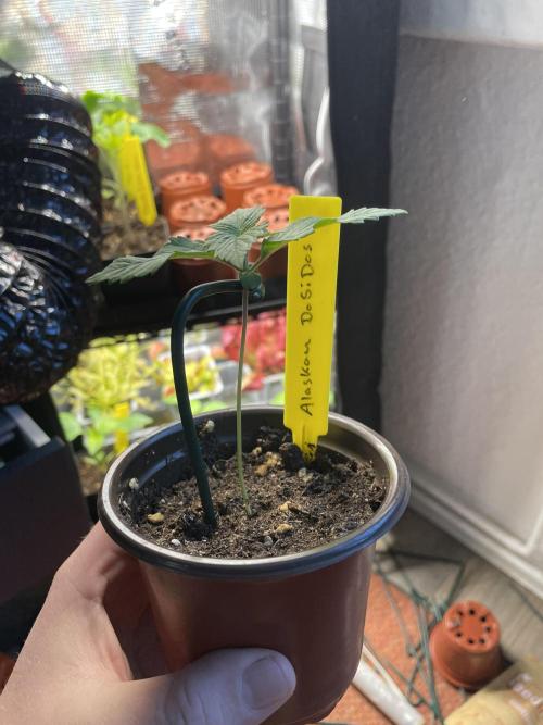 Alaskan Do-Si-Dos. Week 1