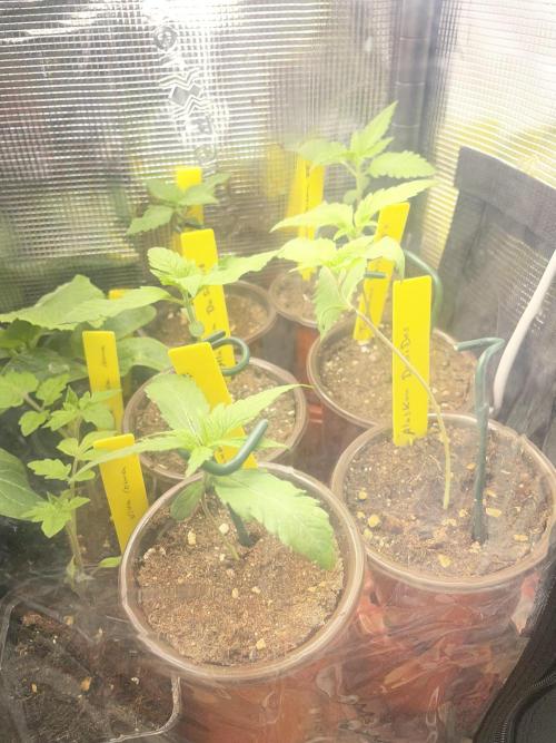 Tropicanna Poison. Week 1
