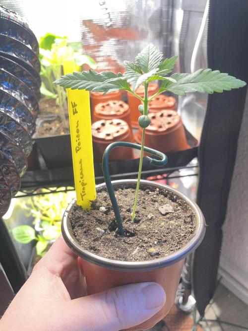 Tropicanna Poison. Week 1
