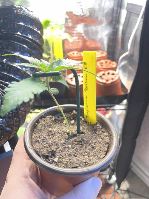 Tropicanna Poison. Week 1
