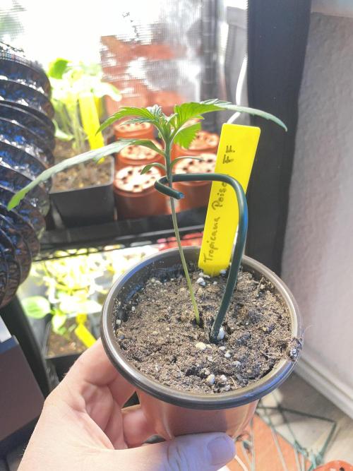 Tropicanna Poison. Week 1