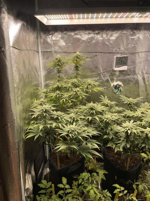 Slurricane. Week 15