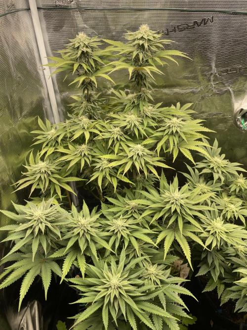 Slurricane. Week 15