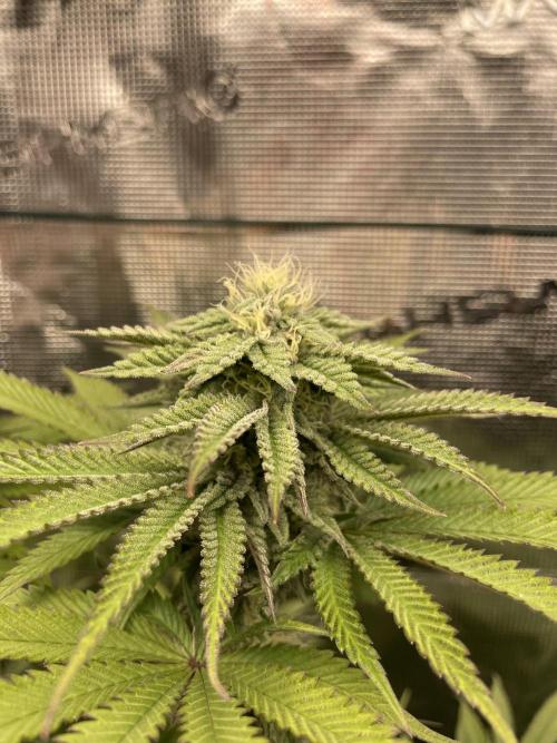 Slurricane. Week 15