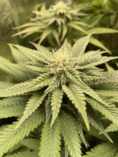 Slurricane. Week 15