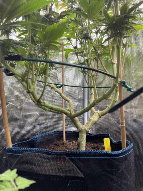 Slurricane. Week 15