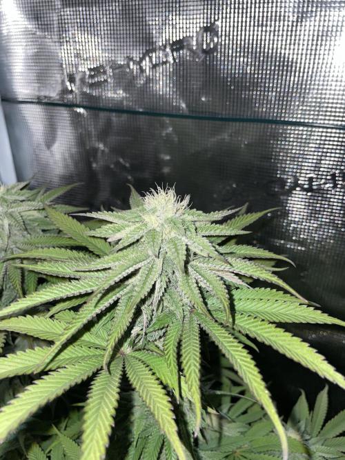 Slurricane. Week 15