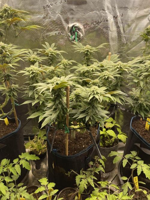 Atomic Blue Dream. Week 15