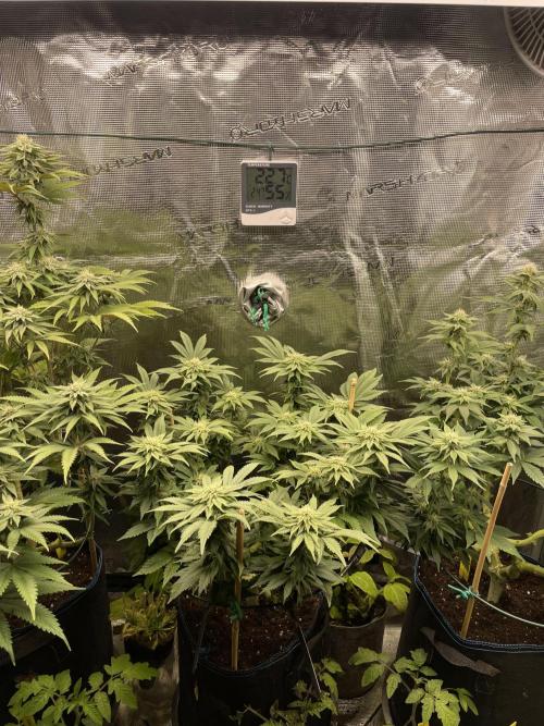 Atomic Blue Dream. Week 15