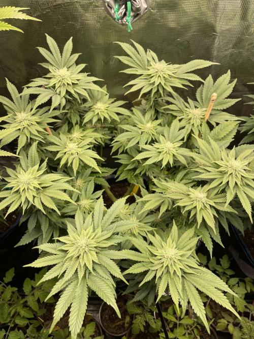 Atomic Blue Dream. Week 15