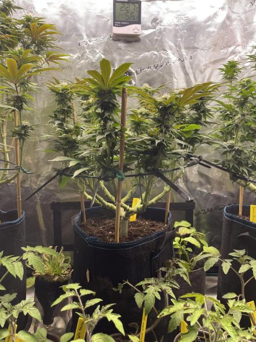 Atomic Blue Dream. Week 15