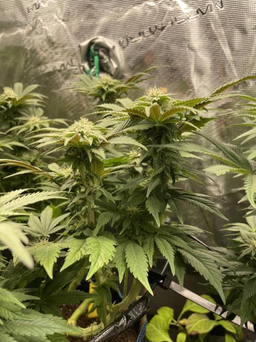 Atomic Blue Dream. Week 15