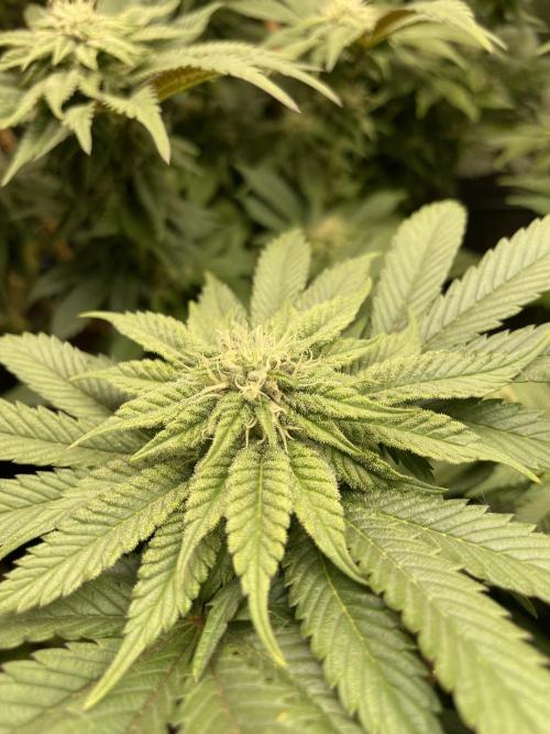 Atomic Blue Dream. Week 15
