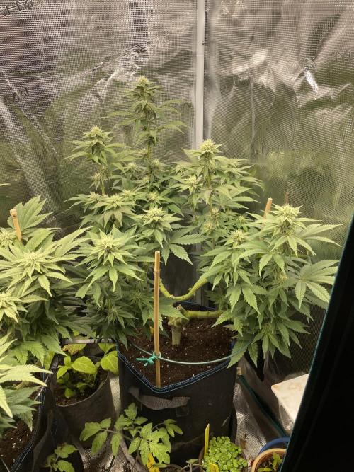 Jasmine Panna Cotta. Week 15