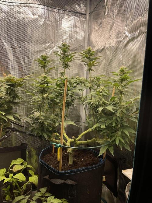 Jasmine Panna Cotta. Week 15