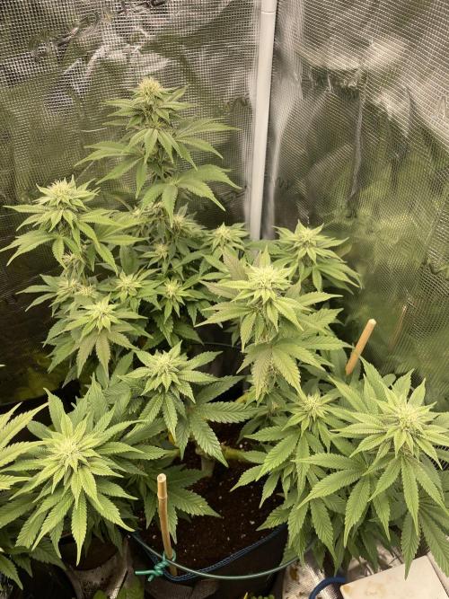 Jasmine Panna Cotta. Week 15