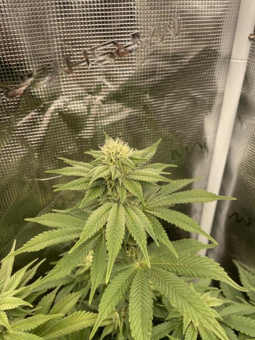 Jasmine Panna Cotta. Week 15