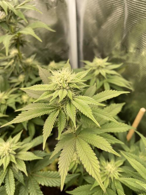 Jasmine Panna Cotta. Week 15
