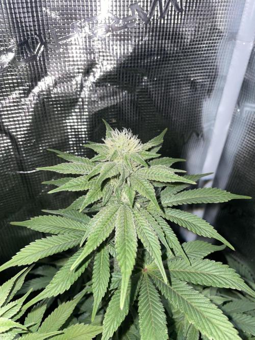 Jasmine Panna Cotta. Week 15