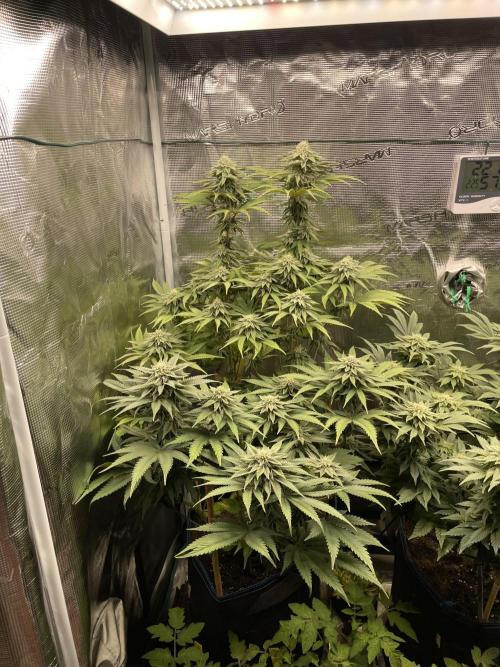 Slurricane. Week 16