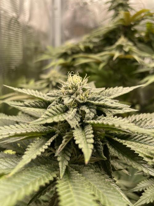 Slurricane. Week 16