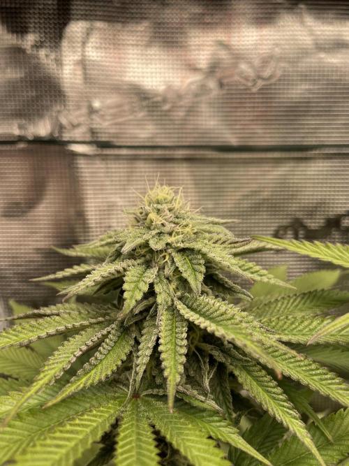 Slurricane. Week 16