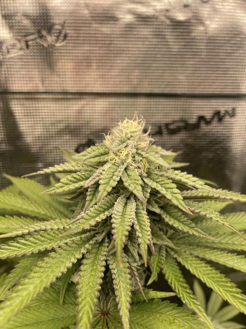 Slurricane. Week 16