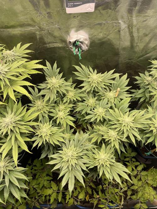 Atomic Blue Dream. Week 16