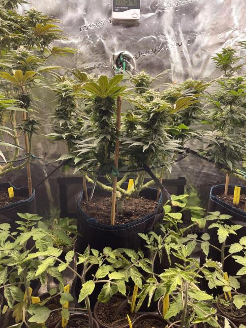 Atomic Blue Dream. Week 16