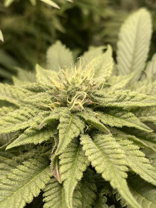 Atomic Blue Dream. Week 16