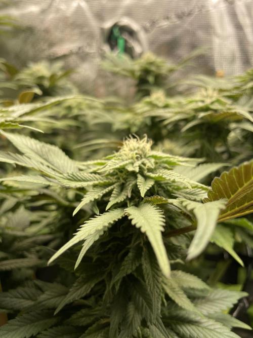 Atomic Blue Dream. Week 16